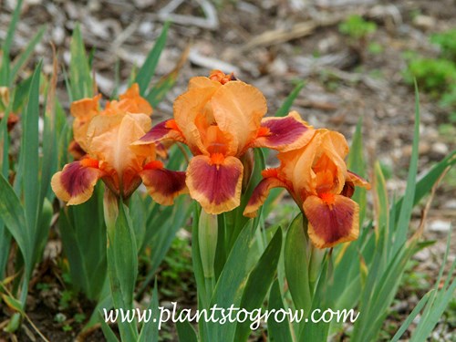 ' Pele' Standard Dwarf Bearded Iris